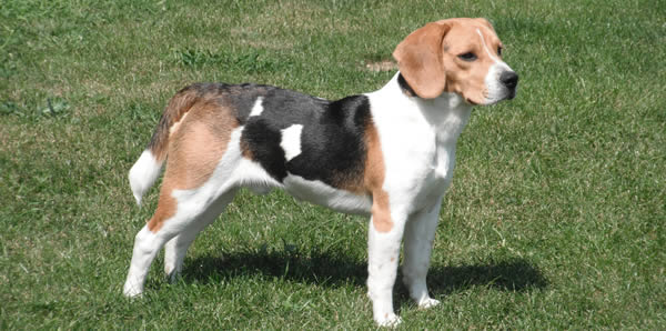 Raza de perros Beagle