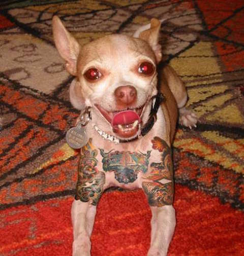 perro tatuado
