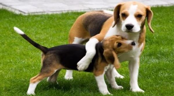 Vídeo de un Beagle recibiendo el mejor regalo de cumpleaños