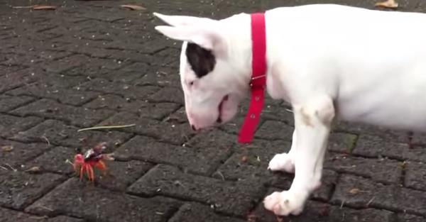 Vídeo de un cachorro de Bull Terrier jugando con un cangrejo