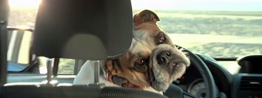 Vídeo de los mejores 10 anuncios de coches con perros protagonistas