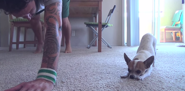 Vídeo de perro chihuahua haciendo yoga con su dueño