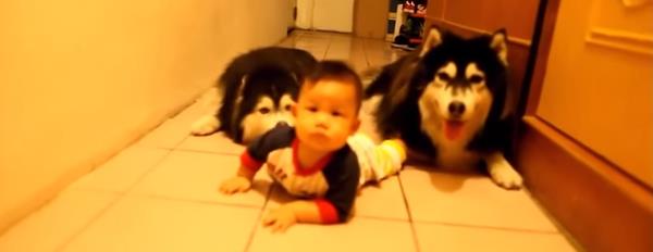 Vídeo de dos Huskys Siberianos imitando a un bebé gateando