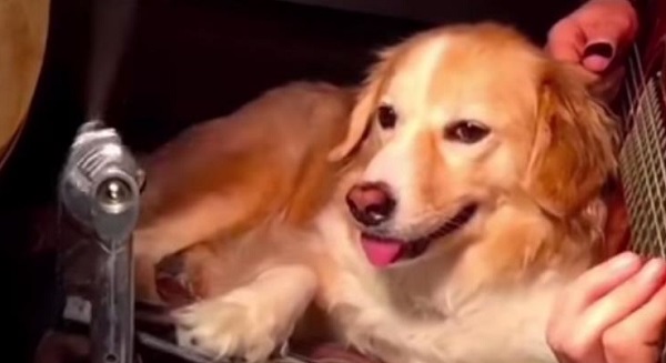 Vídeo de perro Golden Retriever tocando varios instrumentos musicales