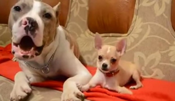 Vídeo de un Pitbull con mucha paciencia y un Chihuahua muy pesado