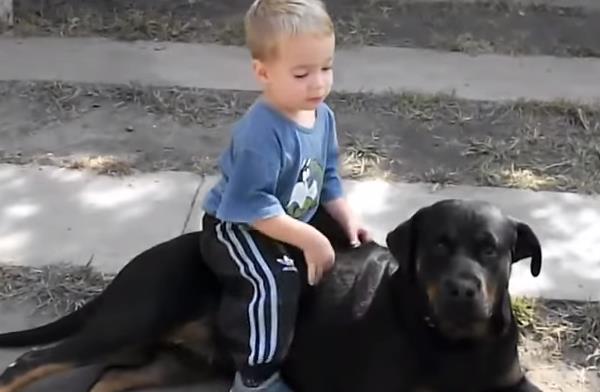 Vídeo recopilatorio de los mejores momentos entre Rottweilers y bebés
