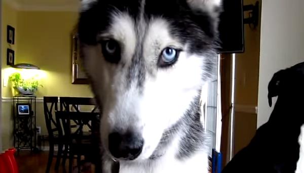 vídeo de Mishka, la Husky que habla