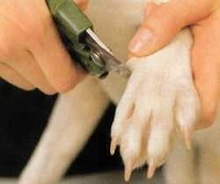 cortar uñas a los perros