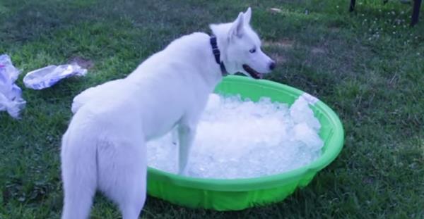 Vídeo de un Husky con una piscina de hielo
