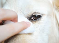 limpieza ojos perros