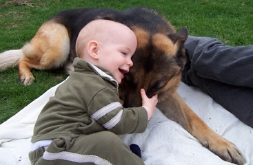 perros y bebés
