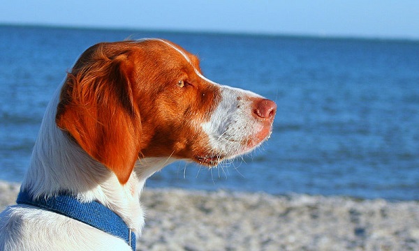 Playas habilitadas para perros en España 2015