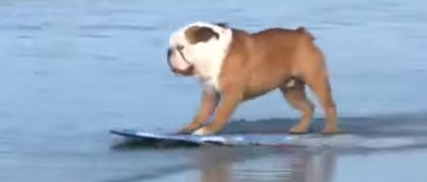 Vídeo Bulldog inglés surfeando