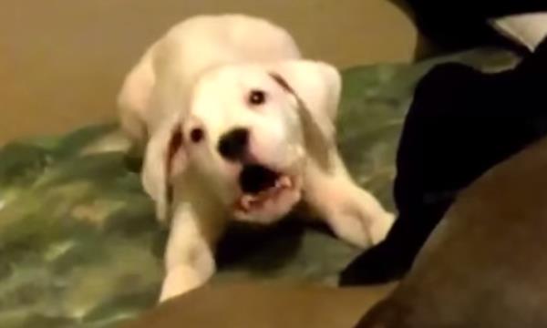 Vídeo de perros asustados por pedos