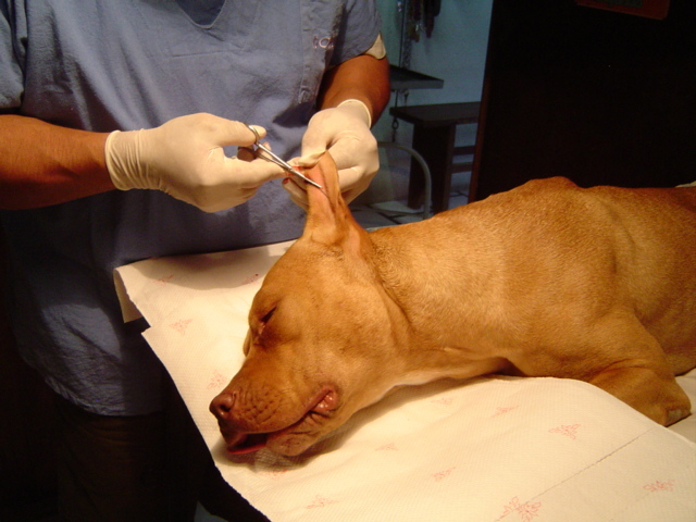 España prohíbe la cirugía estética en animales