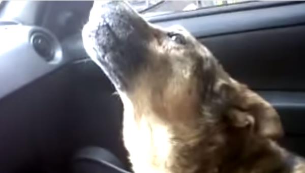 Vídeo de perro explicando a su dueña dónde ha estado