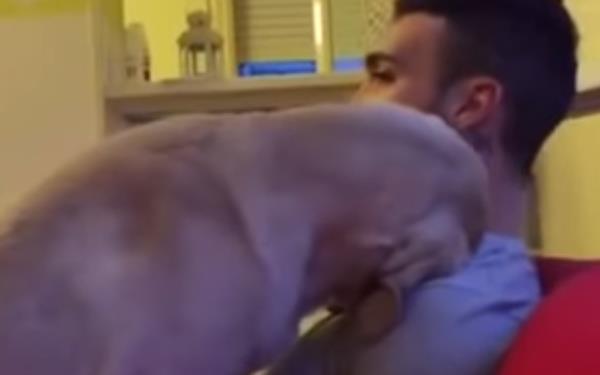 Vídeo de perro pidiendo perdón
