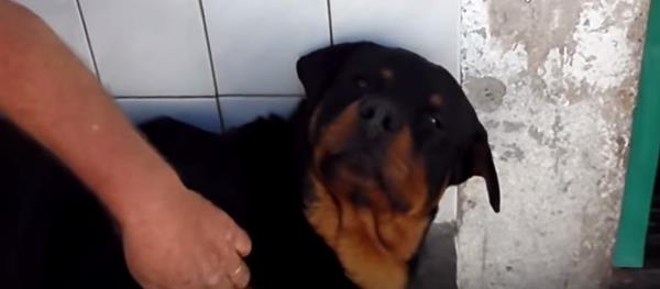 Vídeo de un Rottweiler que muerde a su dueño