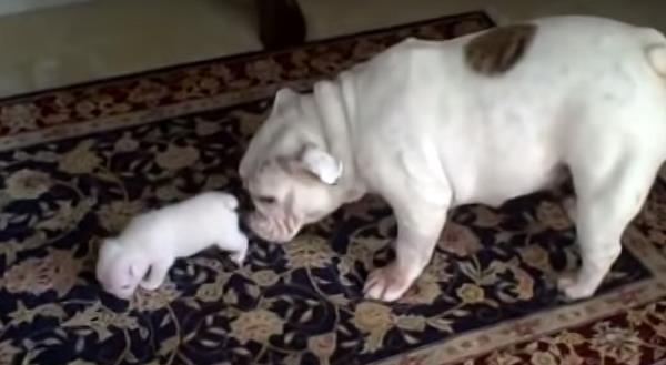 Cachorro de Bulldog se pelea con su amdre y luego le pide perdón