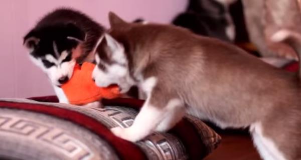 Unos cachorros de Husky se pelean por un juguete hasta que su madre se lo quita