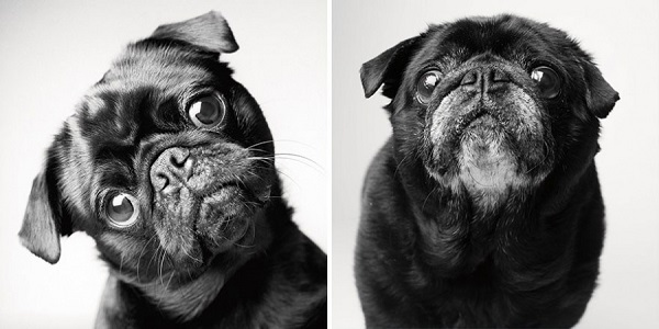 fotos de perros antes y después
