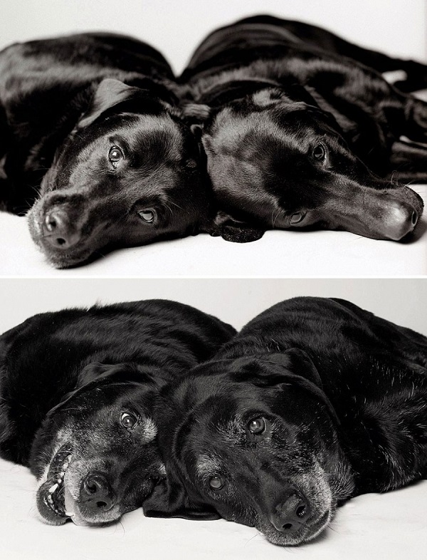 perros antes y despues