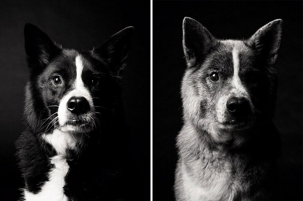 fotos de la edad de los perros