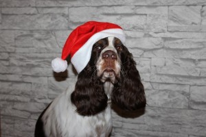 Regalos de Navidad para perros ¡tendencias!
