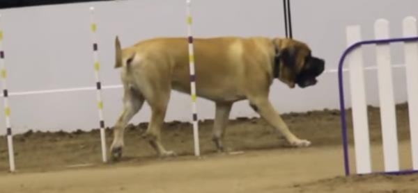 Bullmastiff doing agility