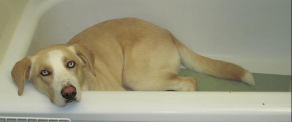 El baño perfecto para tu perro