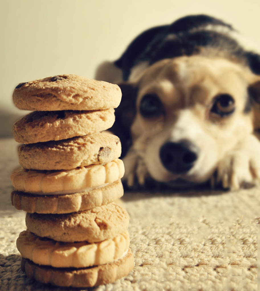 Diferentes maneras de preparar galletas para perros