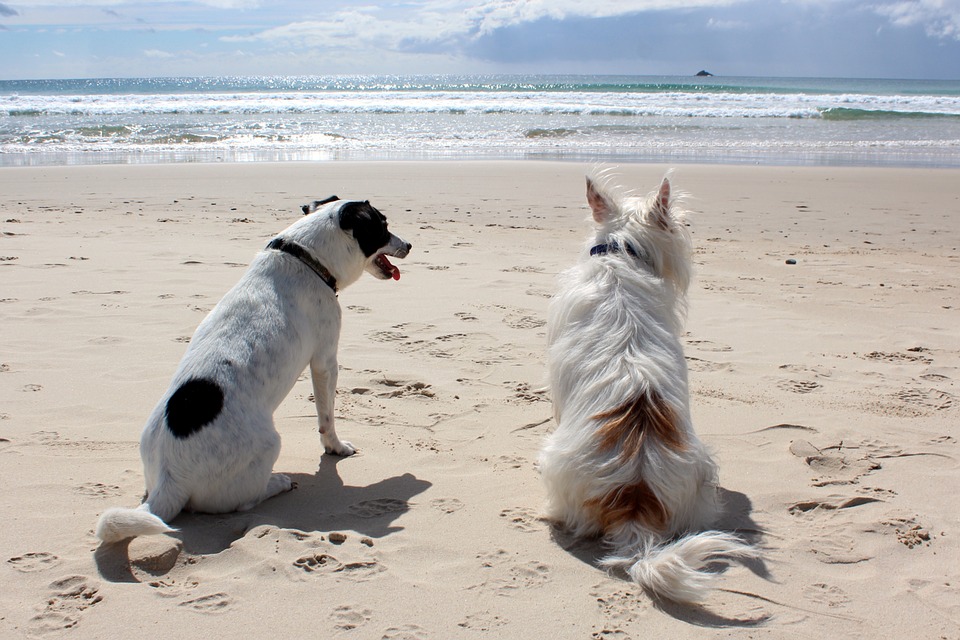Nueva playa para perros en Santa Pola