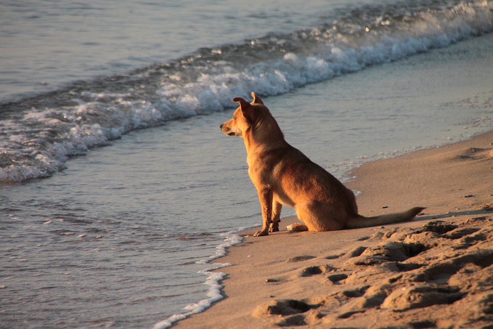 Nueva playa de perros en Pinedo