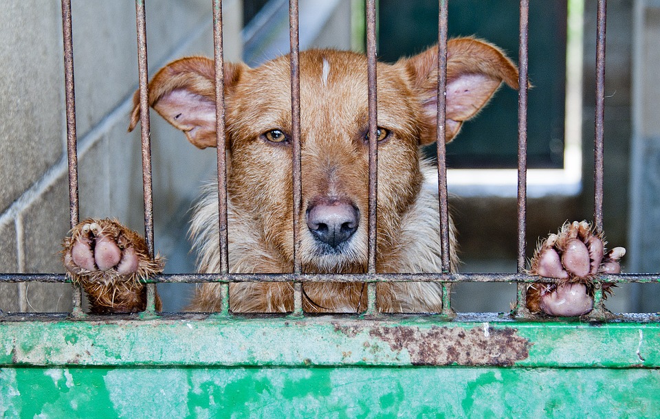La "Humane Society International" lucha en Yulin