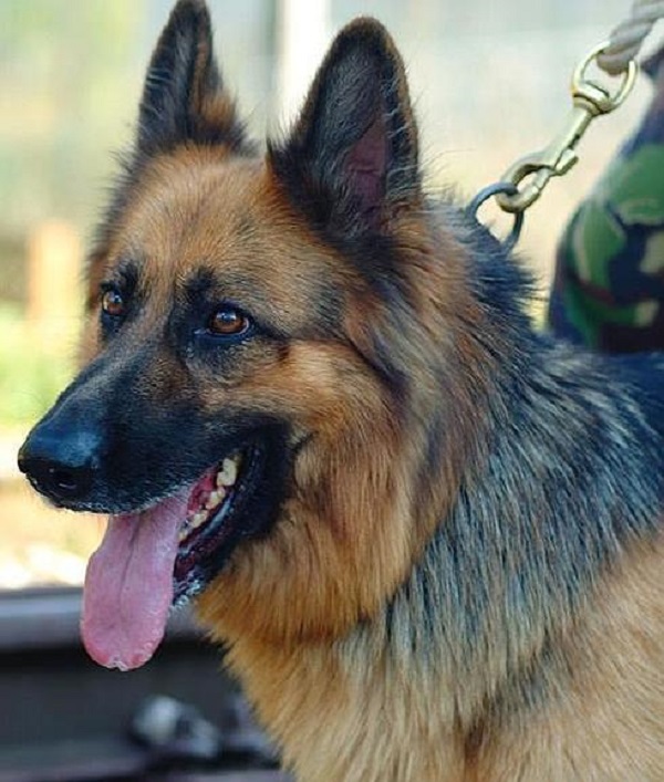 perro salva a sus soldados de yihadistas