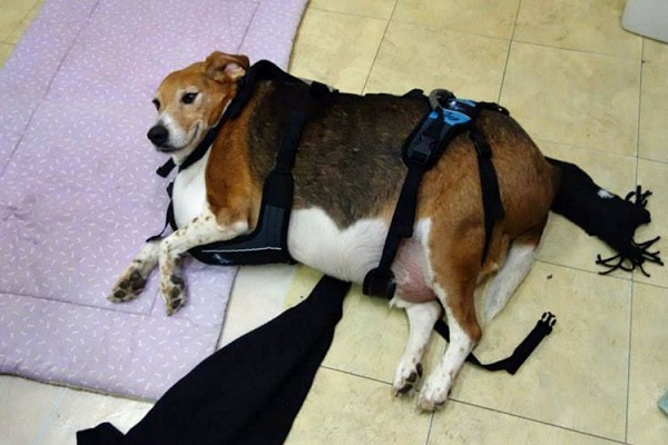 Beagle gordo adelgaza