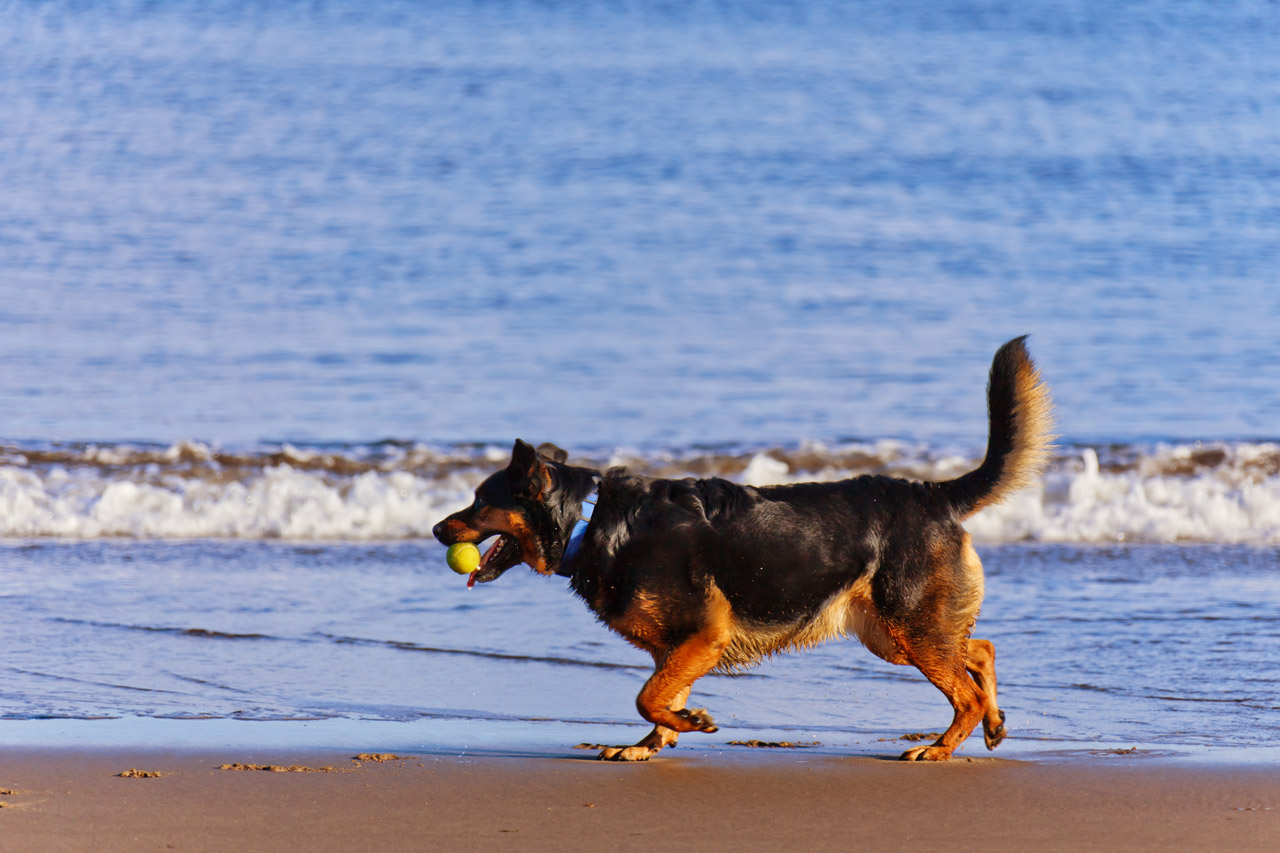 Dos nuevas playas para perros en Vigo