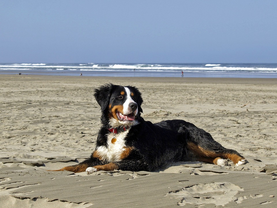 Dos nuevas playas para perros en Vigo