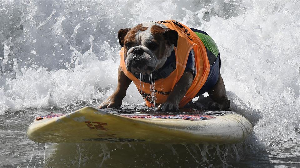 Competición de perros surferos en EEUU
