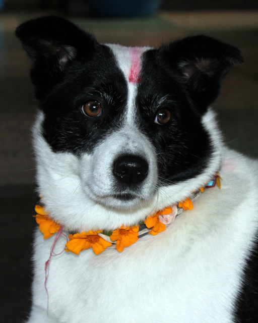 Se celebra el Tihar en Nepal para venerar perros