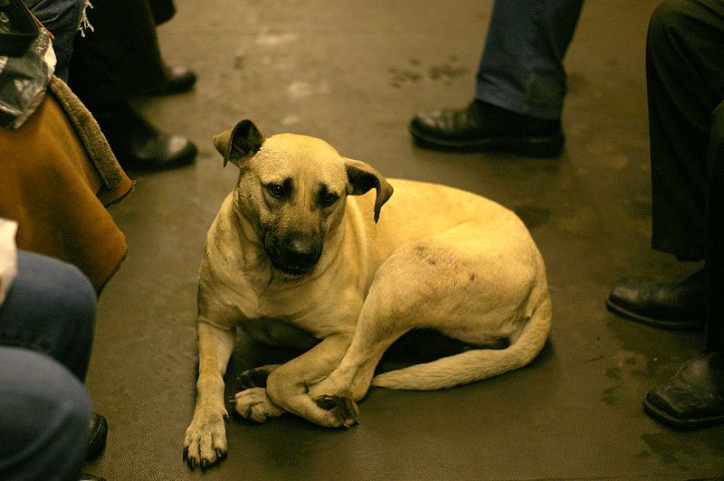 Cada día pasan 370 perros por el Metro de Madrid