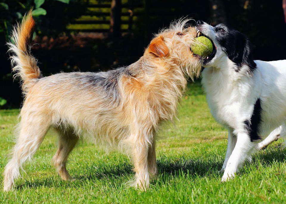 ¿Sabes qué hay diferentes tipos de dueños de perros?