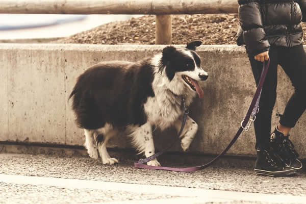 ¿Cómo es el paseo adecuado con un perro?