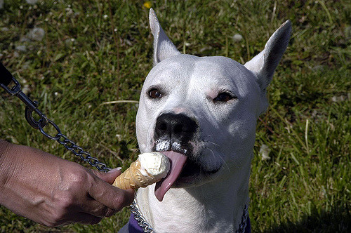 Abre en México la primera heladería para perros