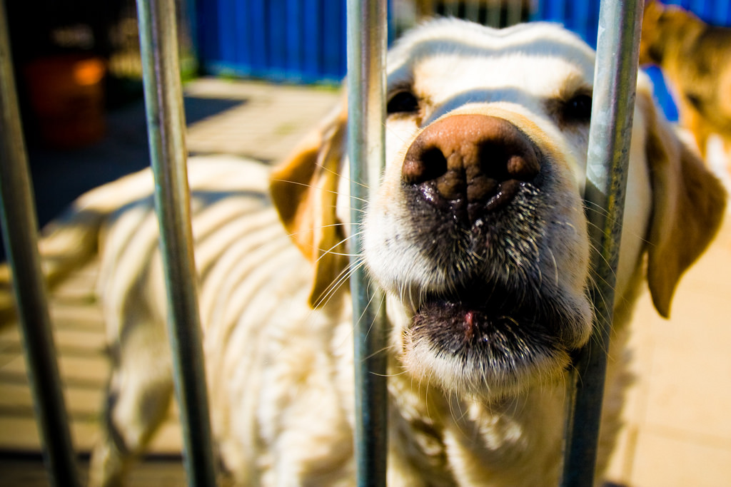 Taiwán prohíbe el consumo alimentario de perros y gatos