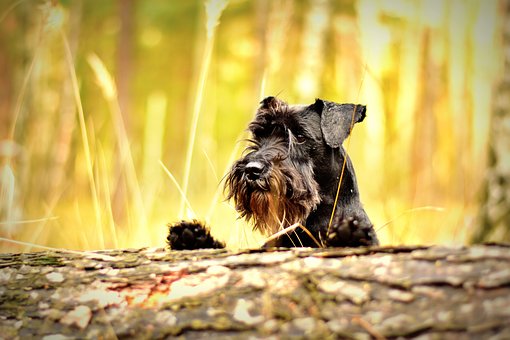 Homeopatía para perros: Nux Vomica
