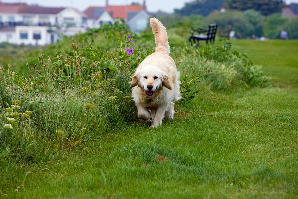 ¿Los perros pueden comer hierba?