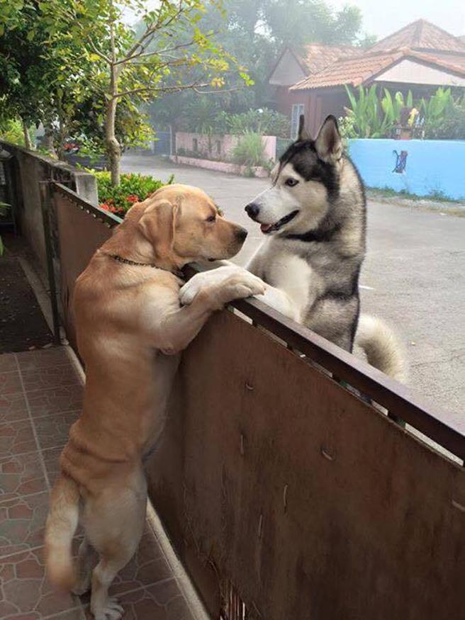 Un perro abraza a otro detrás de un muro