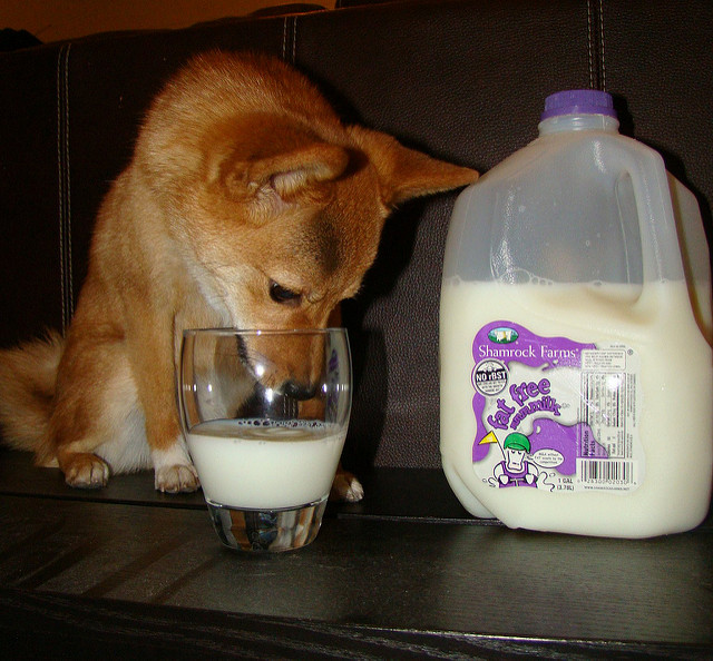 Los perros pueden tomar leche