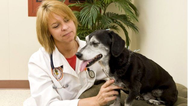 Nuevas terapias sanación perros con acupuntura
